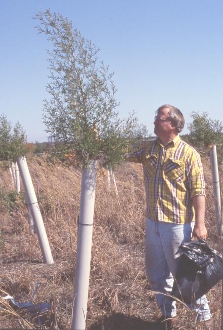 Trees in Tree Shelter ( Mike Wicker - USFWS Coastal Program Coordinator)